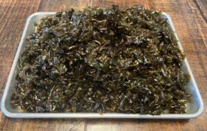 Exploring American Kombu