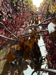 Exploring American Kombu