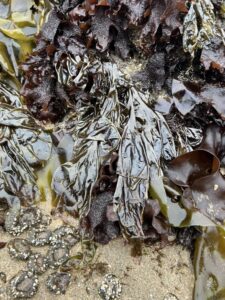 Exploring American Kombu